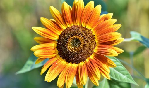 sunflower-3614728